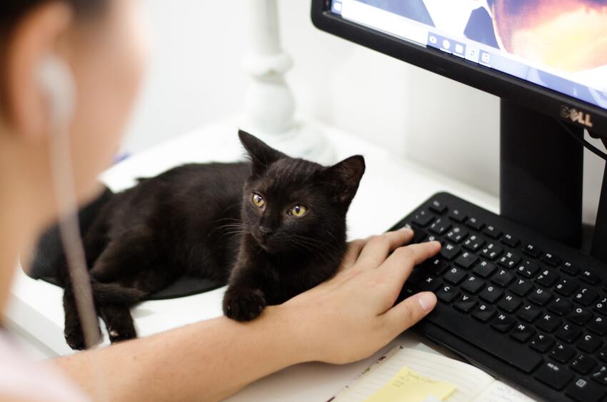 gato en el registron online de mascotas chile