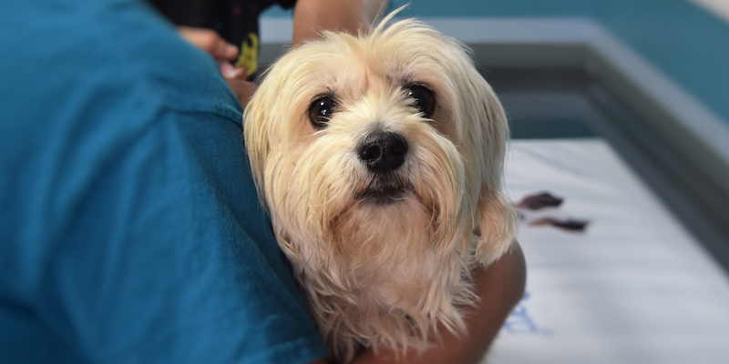 perro de agua en veterinario