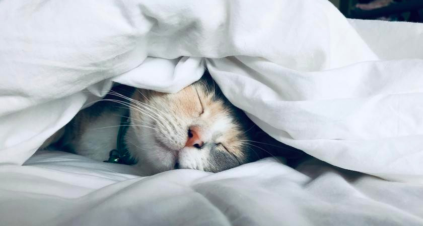 ¿Por qué mi gato duerme todo el día?