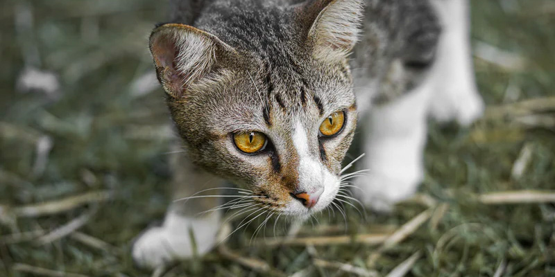 gato cazando