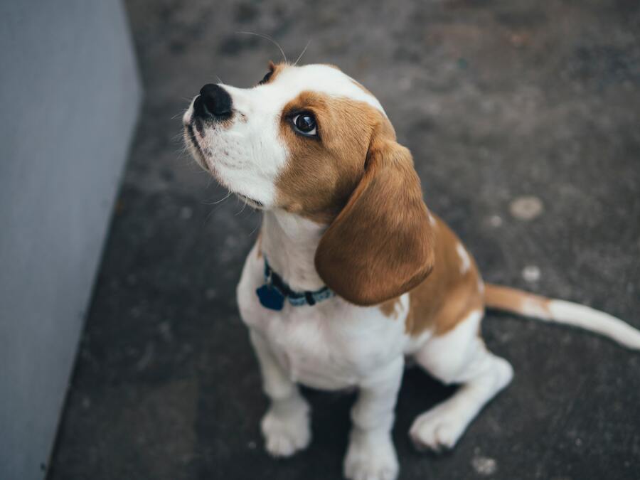 perro atento a la inscripción de mascotas