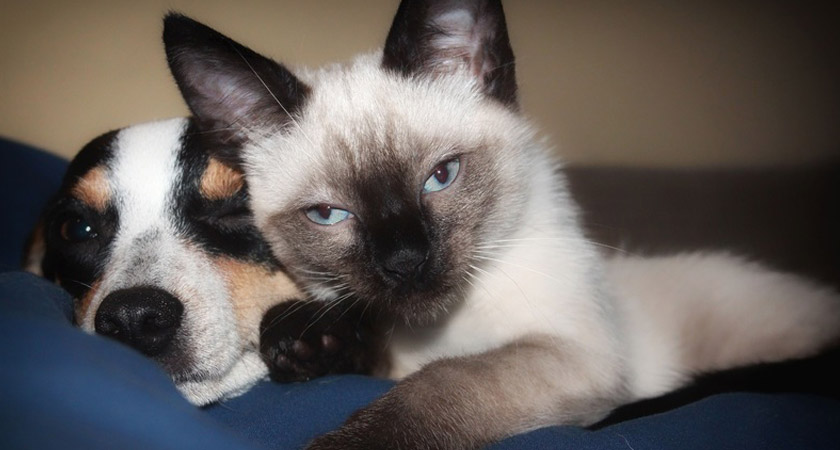 Cuidados de las mascotas en la prevención del coronavirus