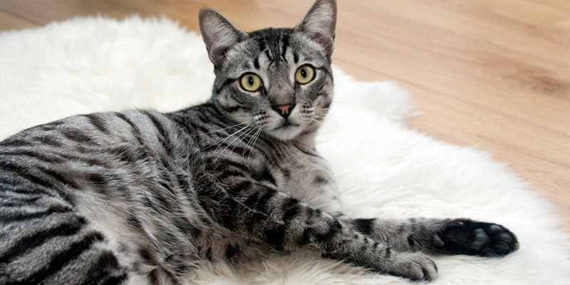 gato tendido en alfombra blanca