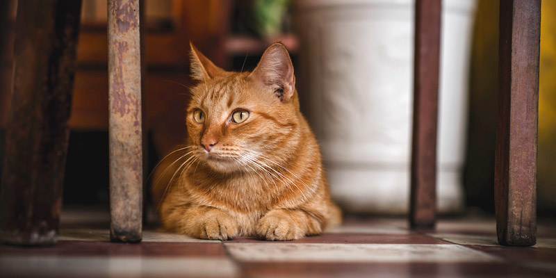 gato pelirrojo en casa