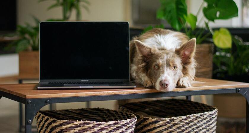 Pet Office: ¡Oficina en casa con tu peludo! | Fanáticos de las mascotas