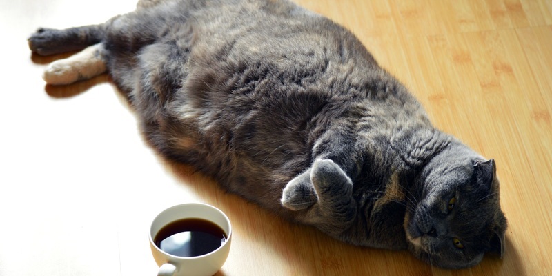 gato con obesidad sobrepeso