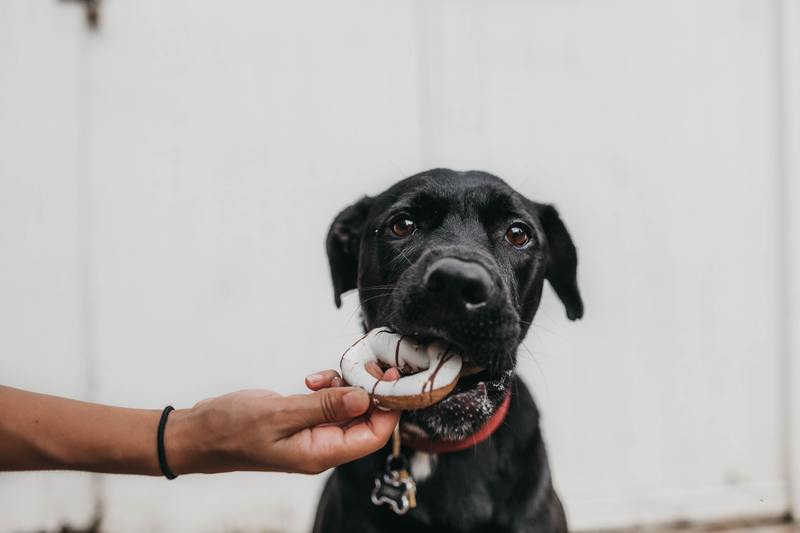 PERRO COMIENDO DONUT cuarentena