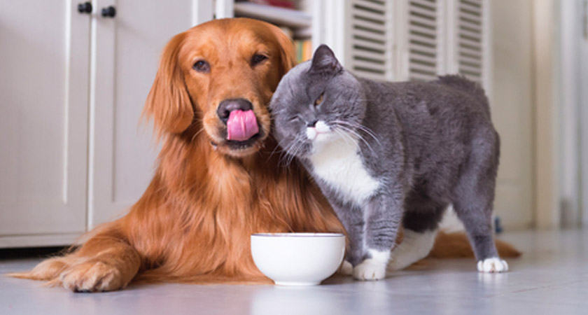4 proyectos petlover para tus mascotas ¡hazlos en casa! | Fanáticos de las  mascotas