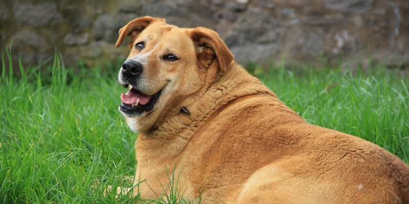 perro con sobrepeso