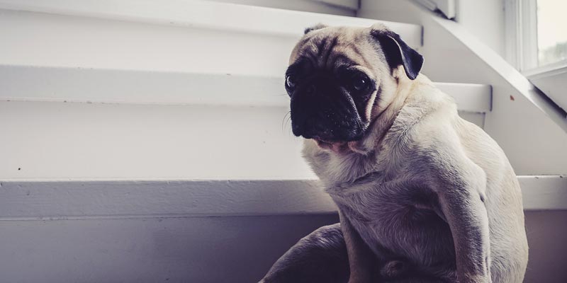 Pug en escalera