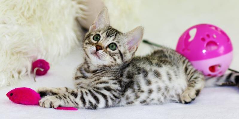 un gato bebé con rayas juega con juguetes para gato