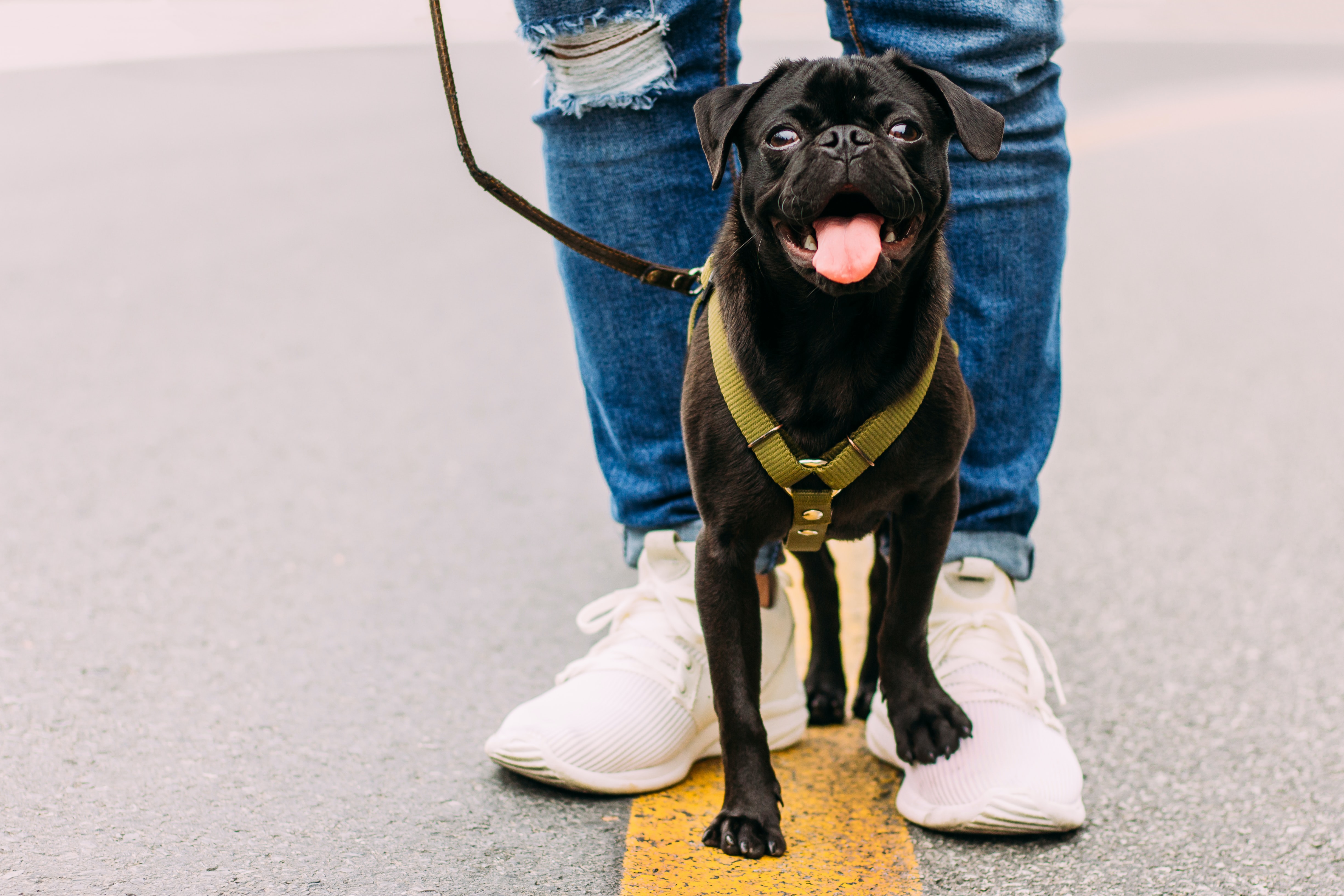 Consejos para pasear a tu perro en días de prevención