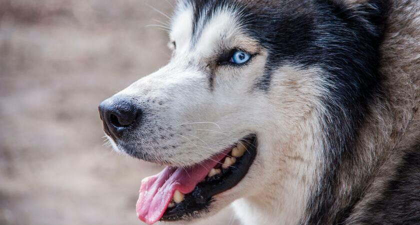 Husky periodo de muda