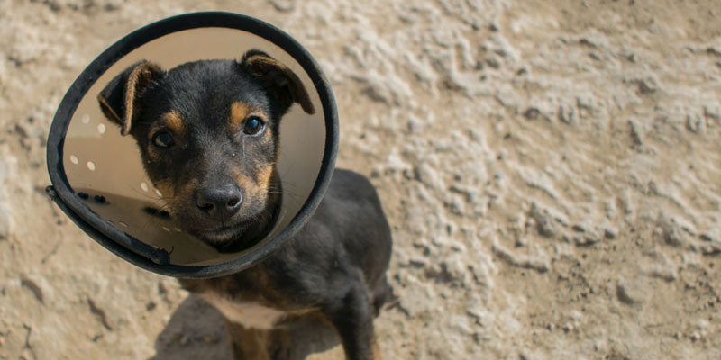 Perro con cono isabelino