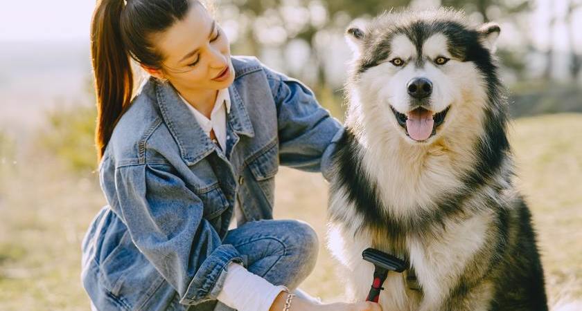 Kit para mascotas en época de muda de pelo