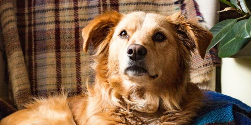 perro escuchando su nombre