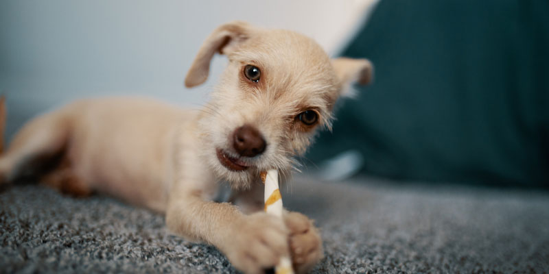 cachorro jugando