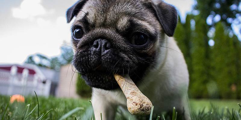 Pug con hueso