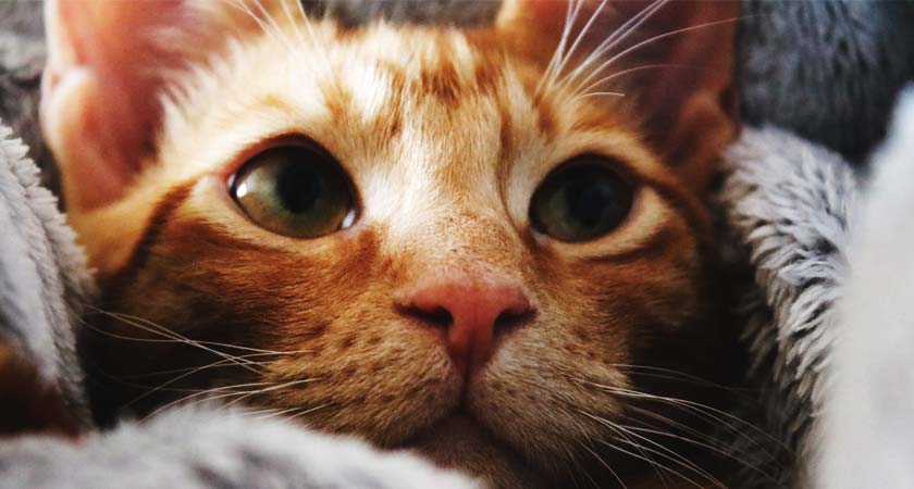 ¿Los gatos tienen resfriados? Aprende a reconocer los síntomas