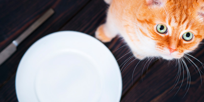 gato naranja esperando su comida