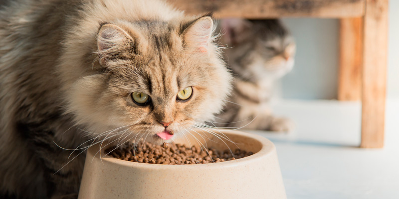 gato comiendo su comida