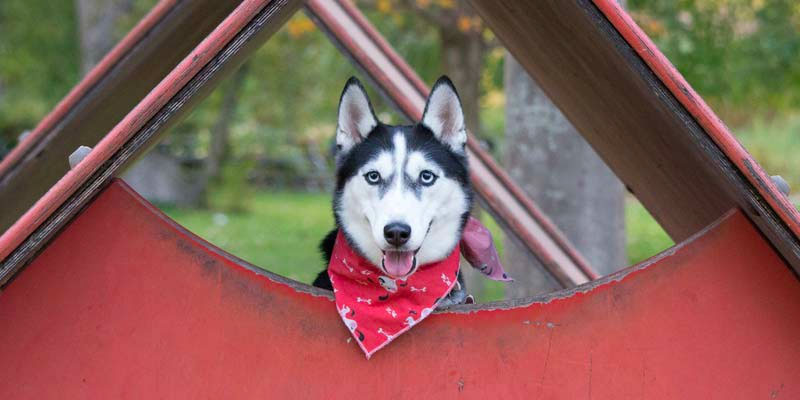 husky siberiano con pañuelo