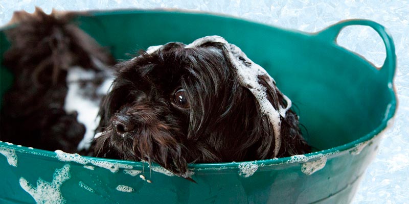 perro bañandose