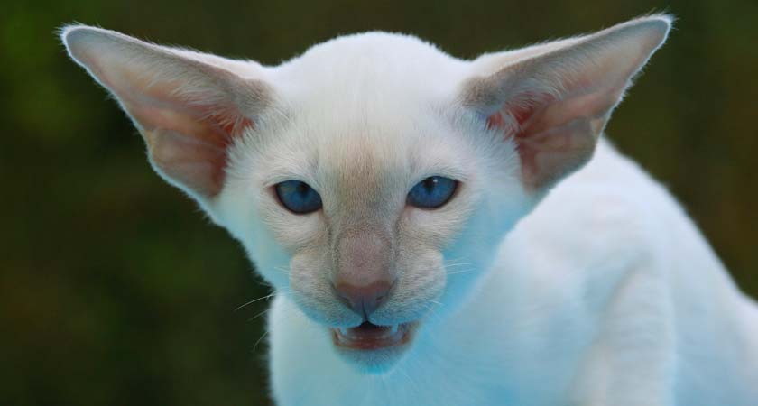 Agresividad en gatos: ¿qué puedo hacer?