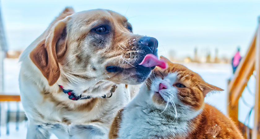 Construir sobre Químico Tecnología Cómo presentar a un perro y un gato que van a vivir juntos? | Fanáticos de  las mascotas