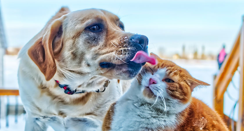 ¿Cómo presentar a un perro y un gato que van a vivir juntos?