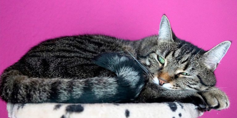 ¿Por qué mi gato vomita? 6 razones y qué hacer | Fanáticos de las mascotas