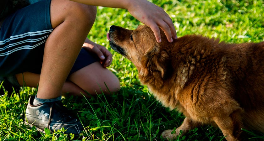 ¿Cómo calmar un perro nervioso? Consejos de la vet para conseguirlo