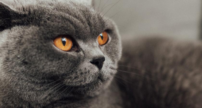 Gatos british shorthair: cuidados para ellos