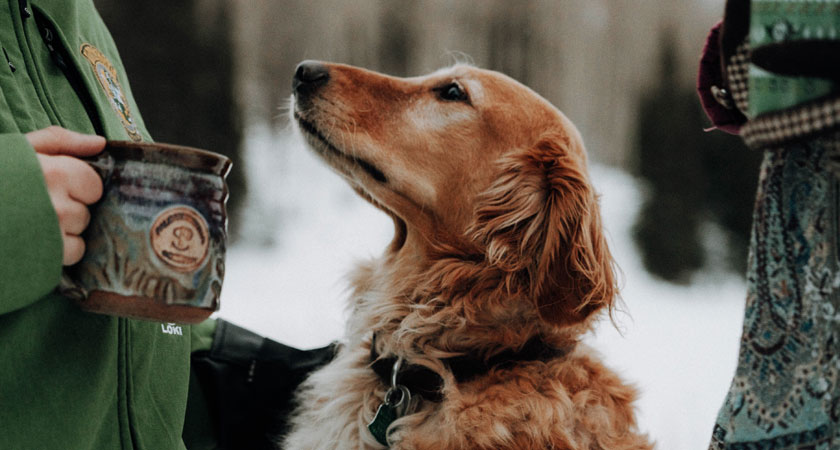 Cuidados para tu perro en temporada de invierno y lluvia