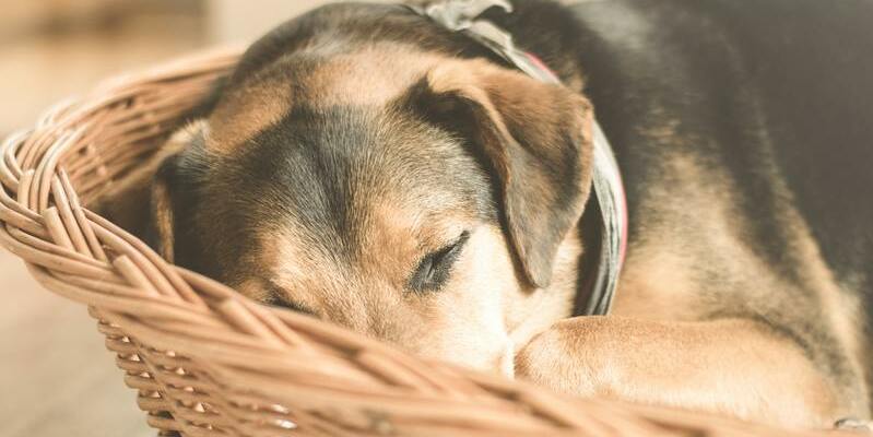 camas para perros tipo cuna