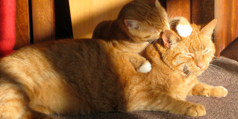 un gato naranja grande con un gato naranja más pequeño lamiéndole la oreja