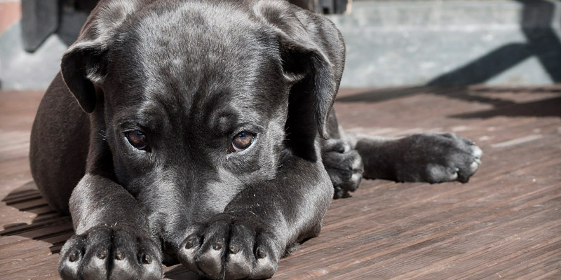 perro labrador negro en info como rastrear a mi perro con chip