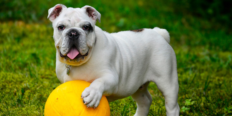 bull dog inglés con pelota