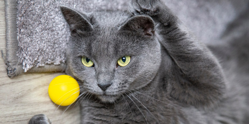 gato con pelota