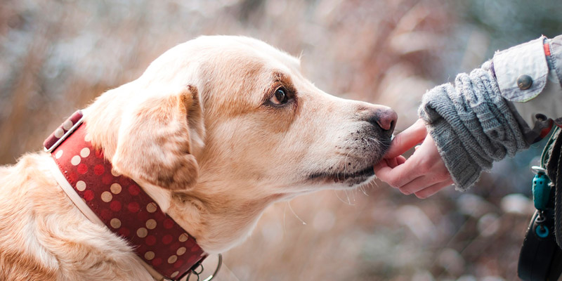 perro con collar en info como rasterar a mi perro con chip