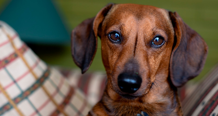 Perro salchicha de pelo duro (carácter, educación, alimentación