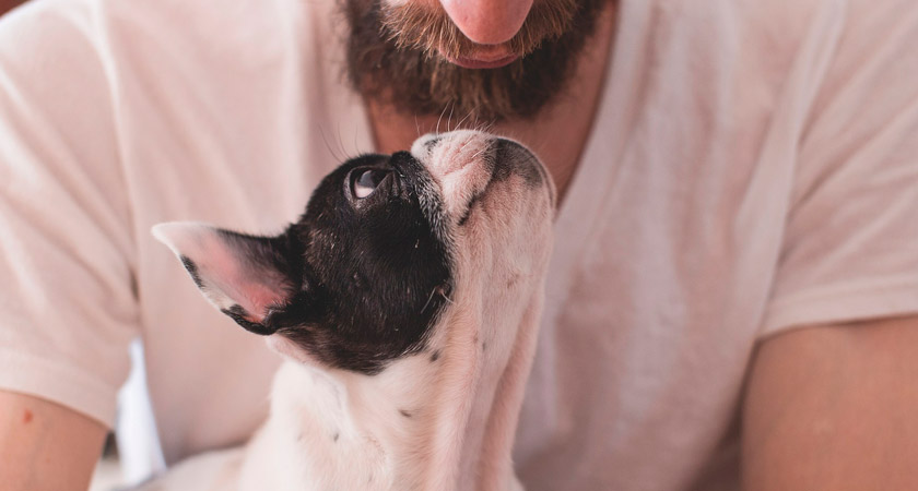 Mitos y verdades sobre cómo rastrear a un perro con chip