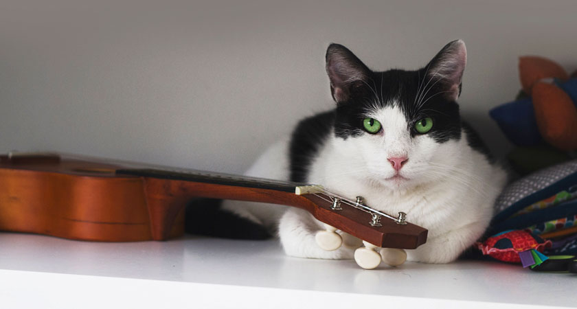 Música para gatos: arma su playlist favorita