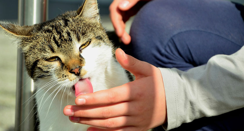 ¿Por qué mi gato me lame? Nuestra vet te cuenta las 4 principales razones