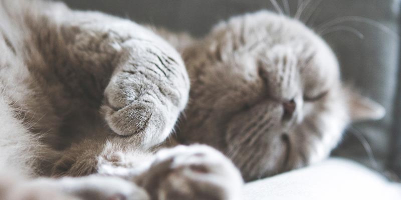 gato british shorthair