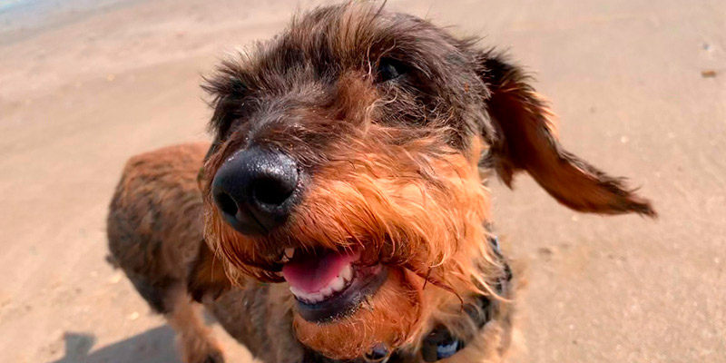 perro salchicha de pelo largo en la playa