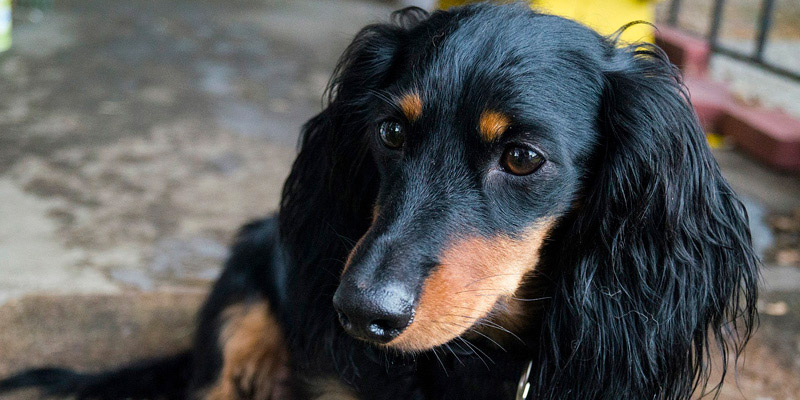 perro salchicha de pelo largo negro con café