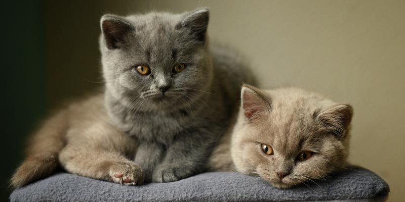 gatitos british shorthair