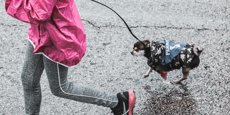 ejercicio para calmar a un perro nervioso