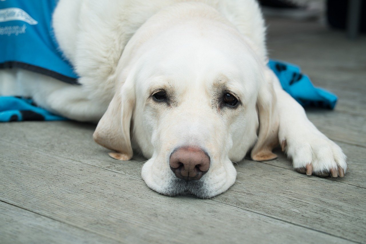 Pedicure canina: cómo cortar las uñas de los perros